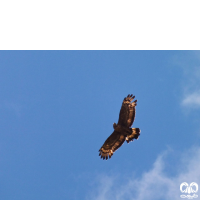 گونه سارگپه تاجدار Crested Honey Buzzard